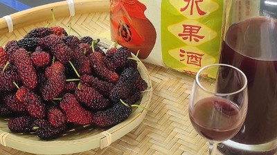 將桑葚釀成酒，雅大大型釀酒設(shè)備廠家助力湖北農(nóng)產(chǎn)品滯銷