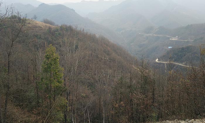 11.10長在大山里的野生拐棗樹