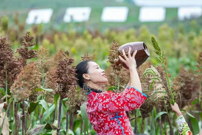 高粱地里喝酒